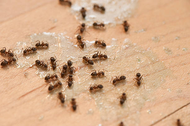 Best Affordable Pest Control Services  in Arvada, CO